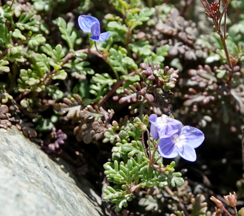 Veronica oltensis photo 4