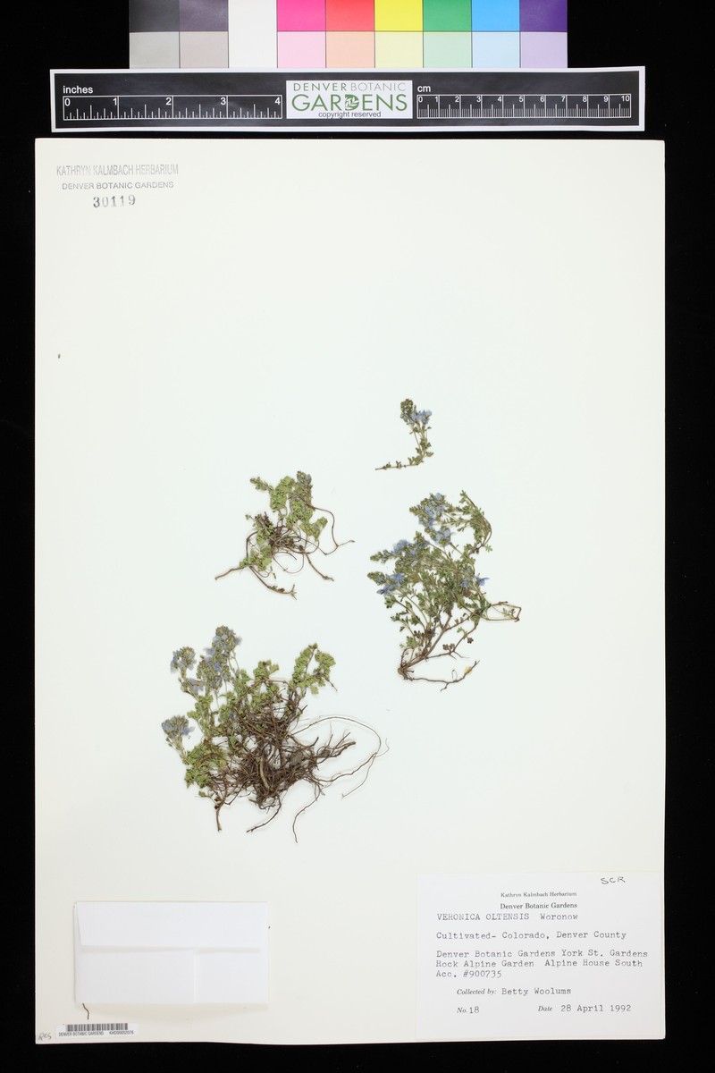Veronica oltensis photo 8