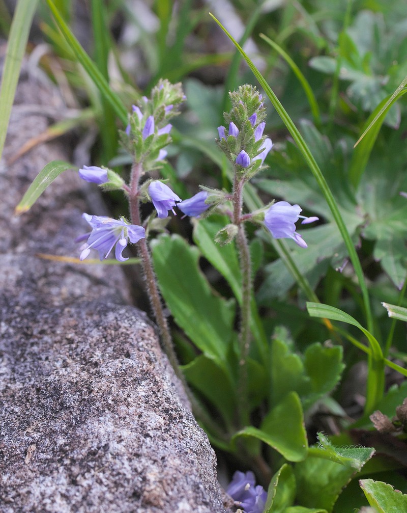 Veronica onoei photo 2