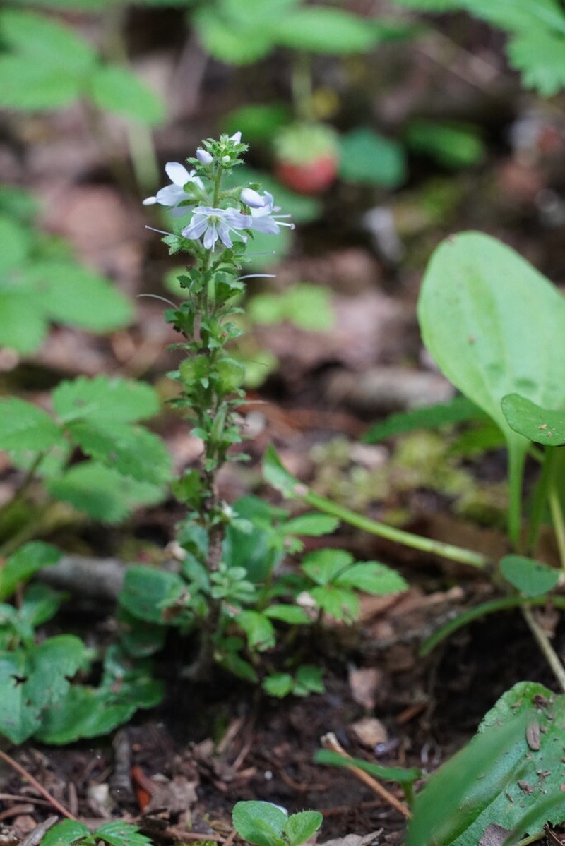 Veronica onoei photo 4