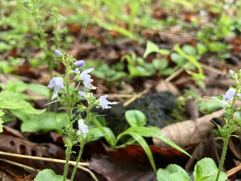 Veronica onoei photo 5