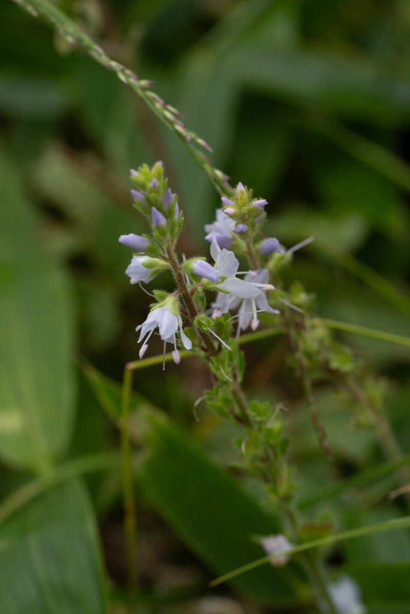 Veronica onoei photo 6