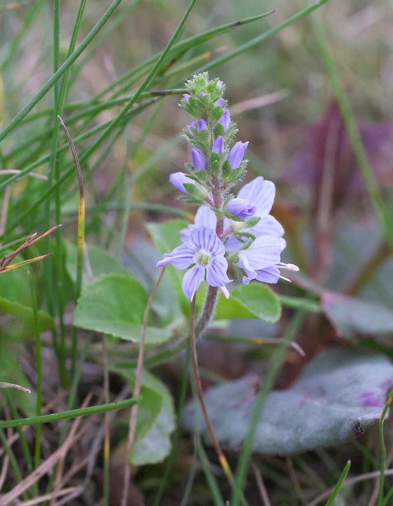Veronica onoei photo 7