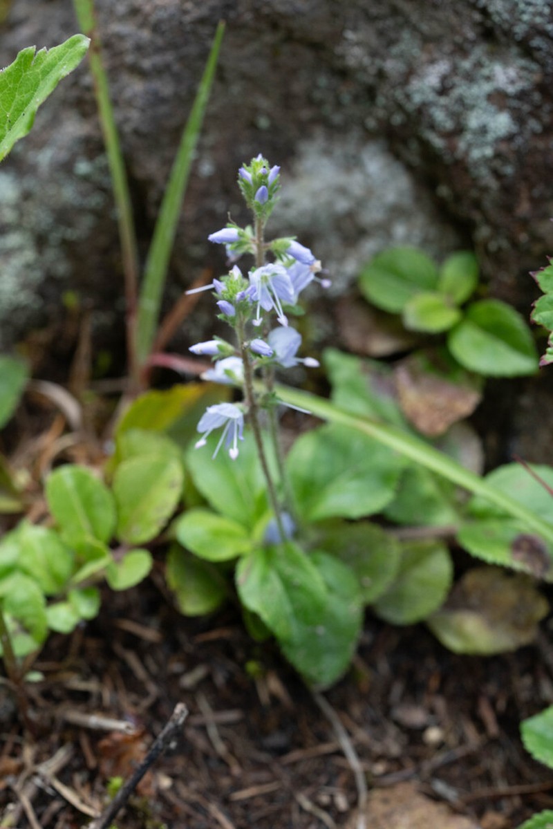 Veronica onoei photo 8