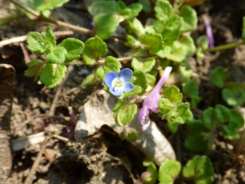 Veronica opaca