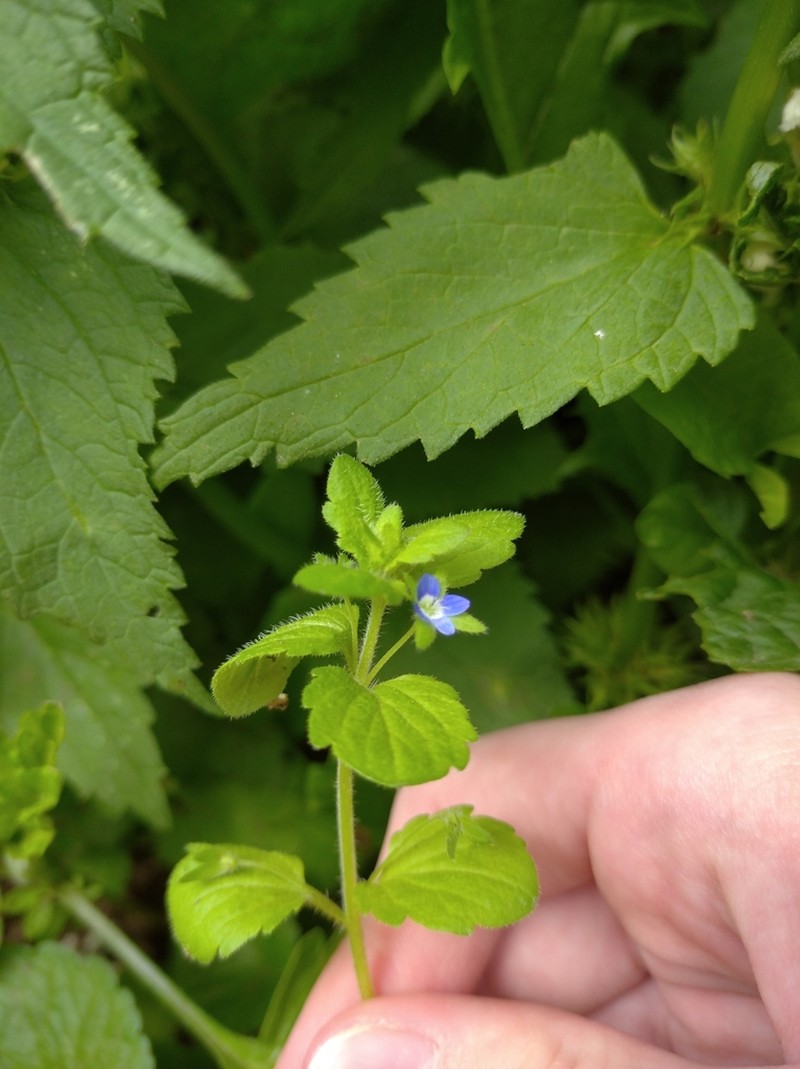 Veronica opaca photo 2