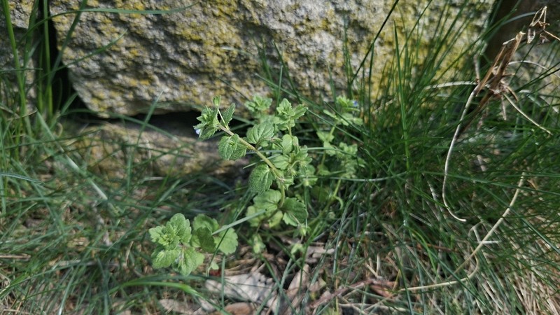Veronica opaca photo 3
