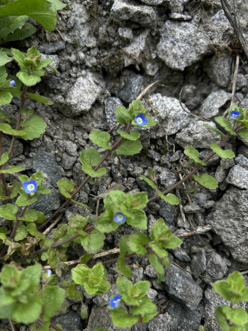 Veronica opaca photo 4