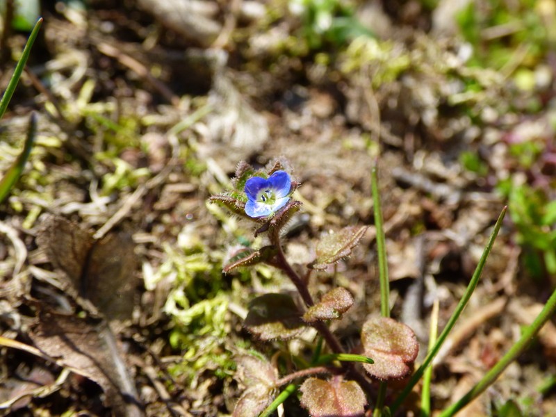 Veronica opaca photo 5