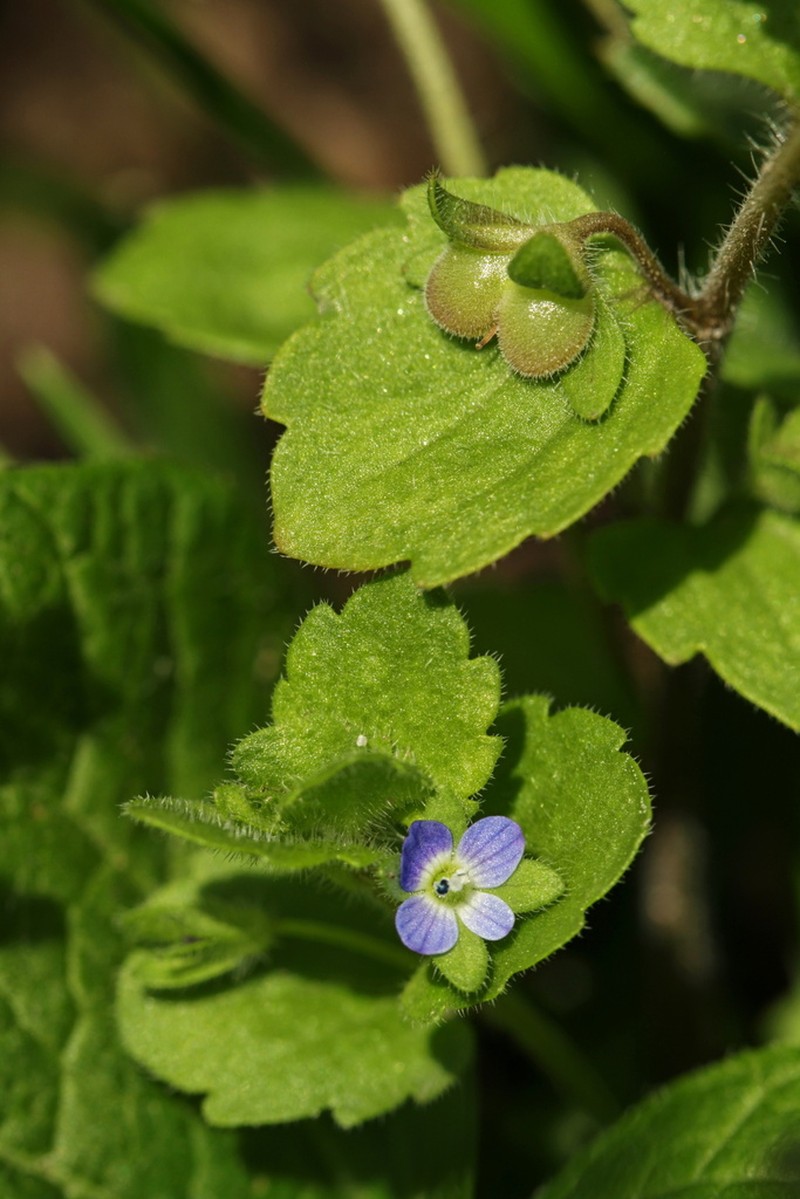Veronica opaca photo 6
