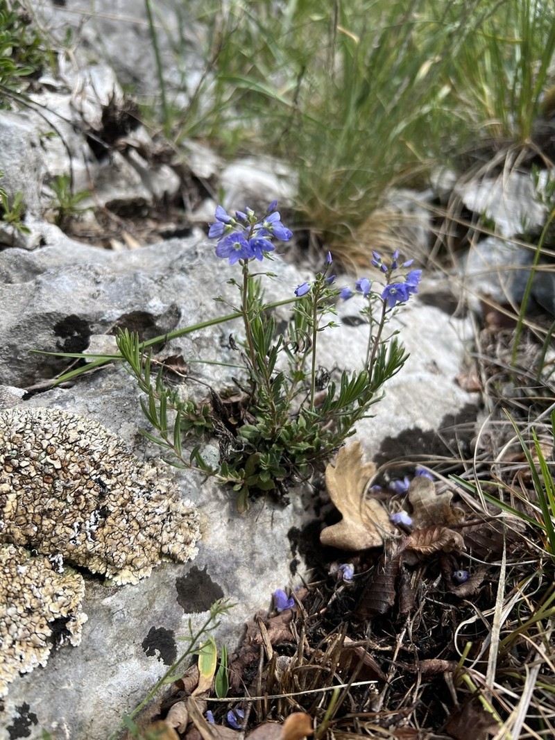 Veronica orbiculata