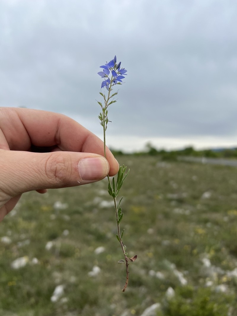 Veronica orbiculata photo 3