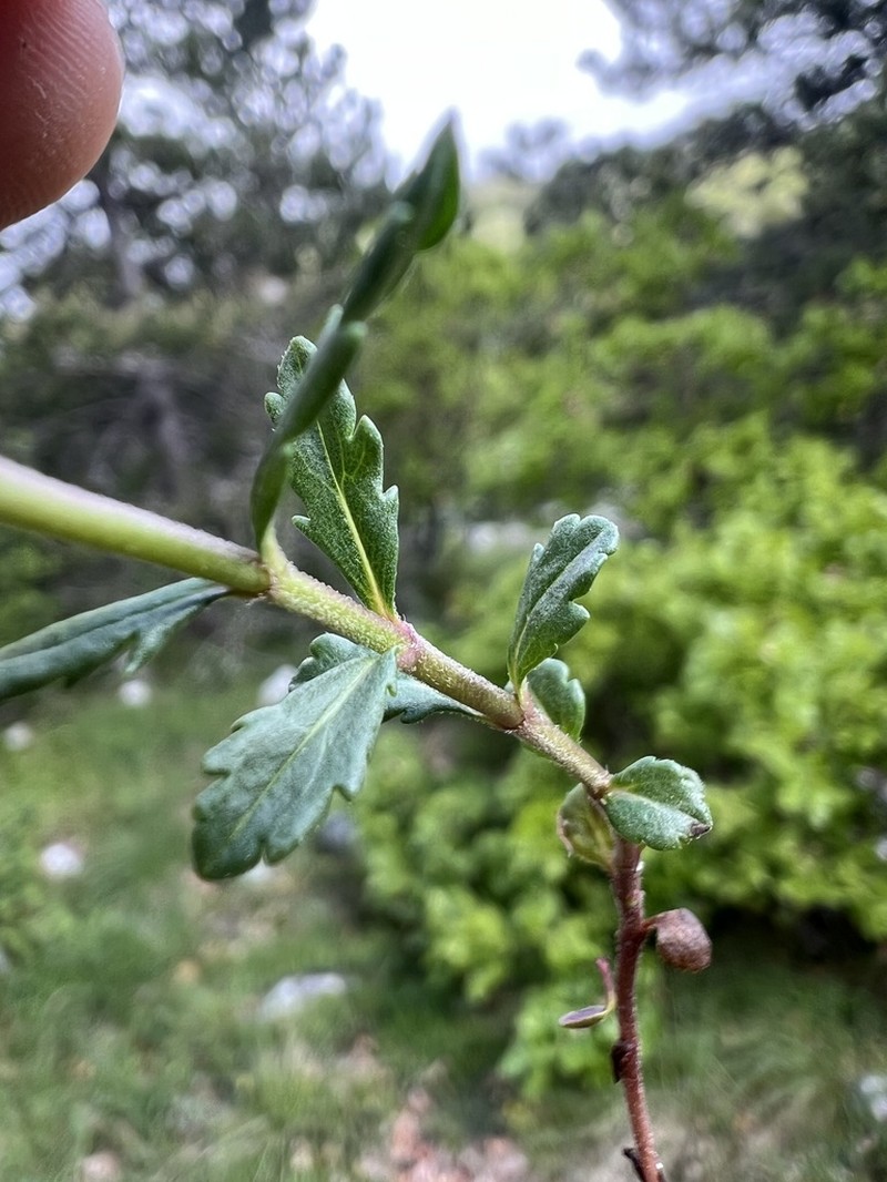 Veronica orbiculata photo 5