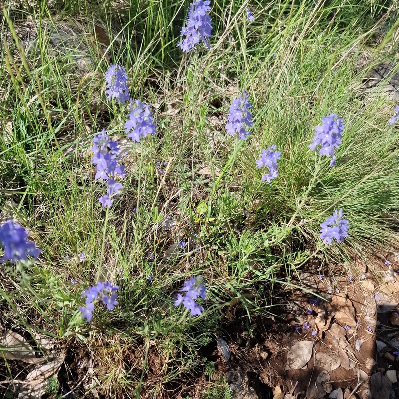 Veronica orbiculata photo 6