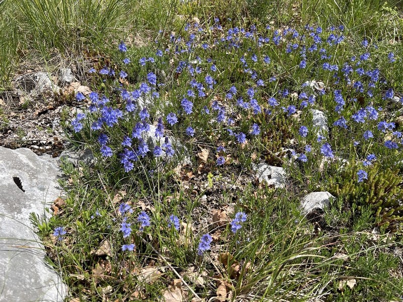 Veronica orbiculata photo 7