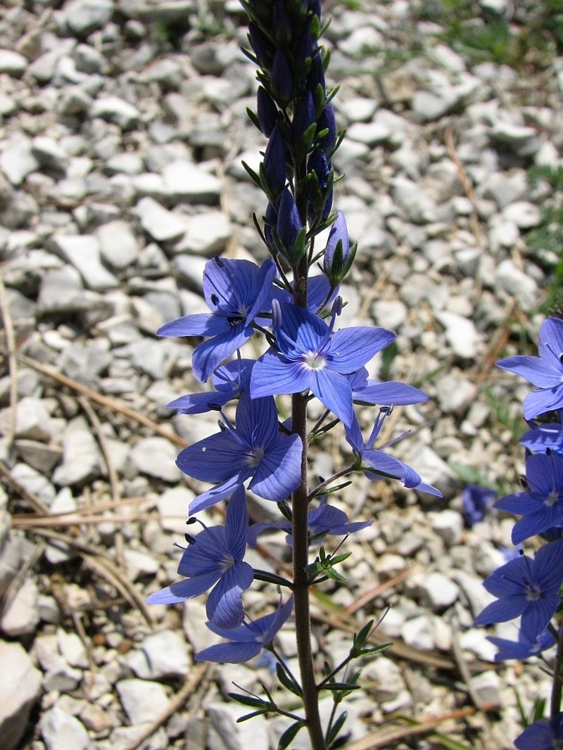 Veronica orbiculata photo 8