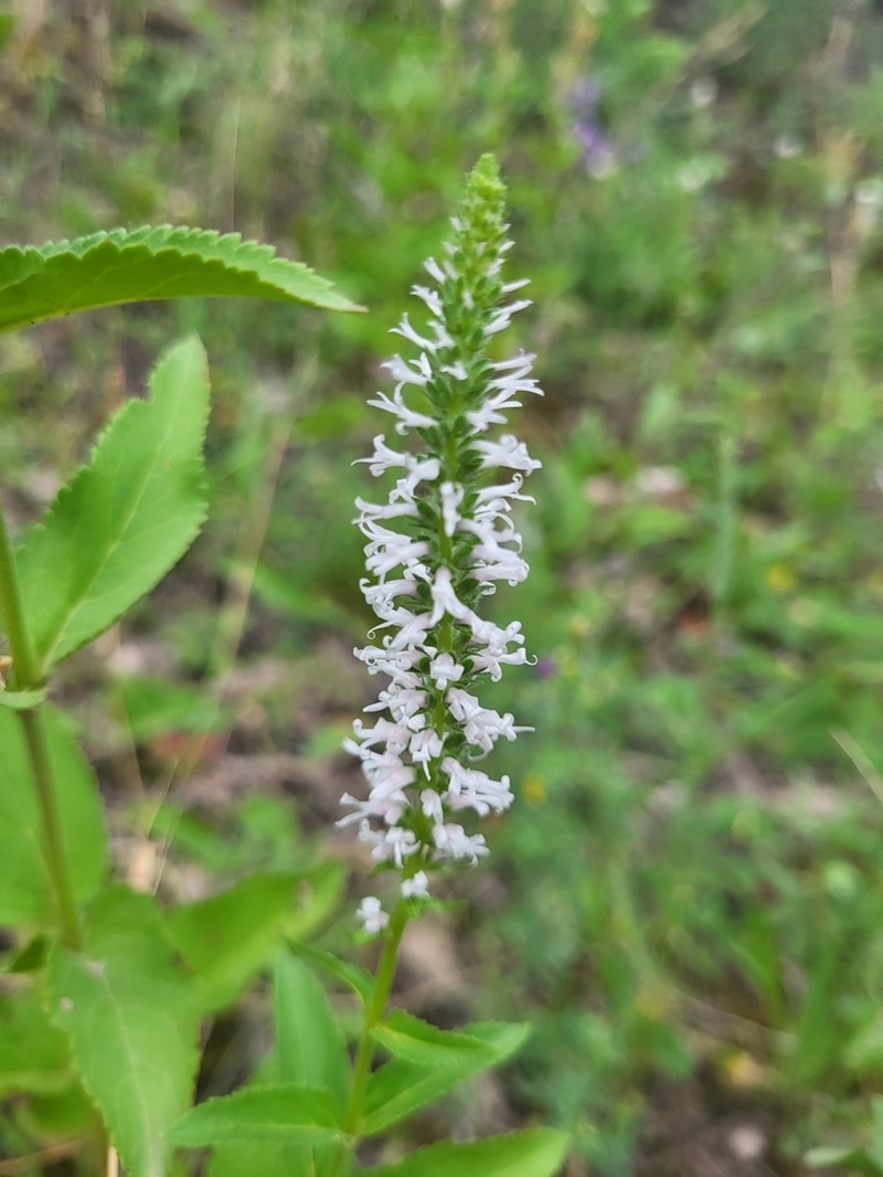 Veronica orchidea