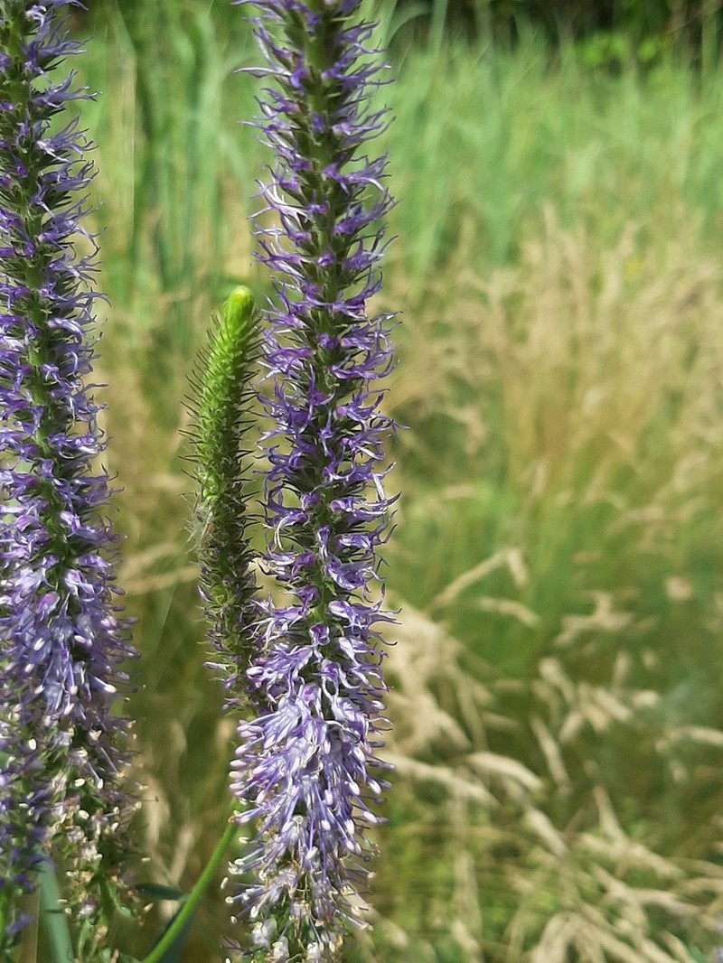 Veronica orchidea photo 2