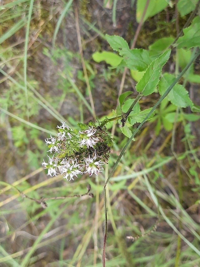 Veronica orchidea photo 3