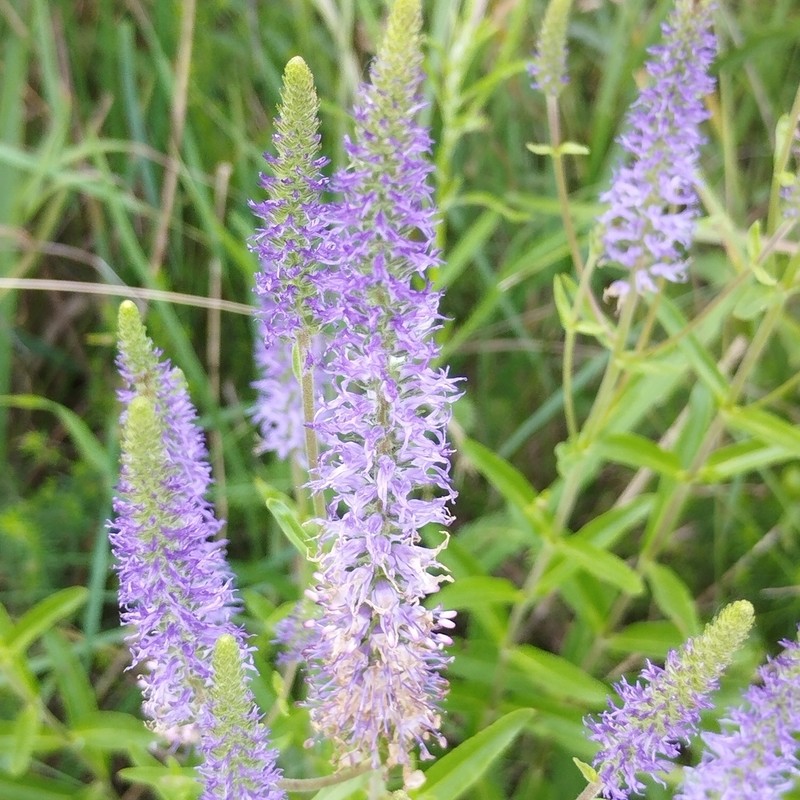 Veronica orchidea photo 4