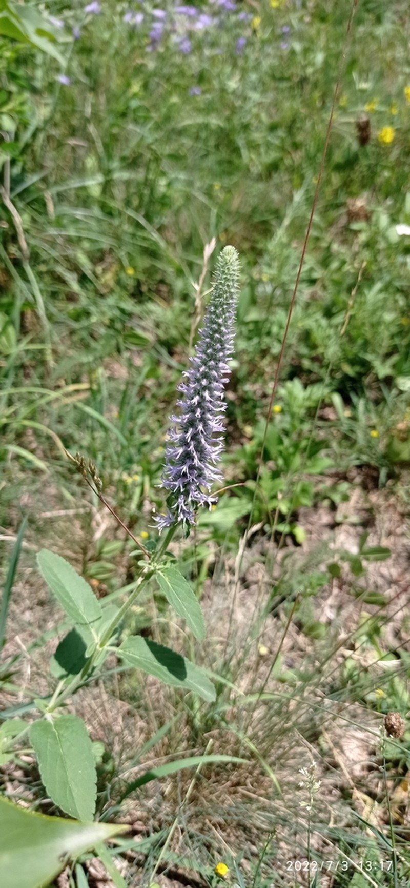 Veronica orchidea photo 5