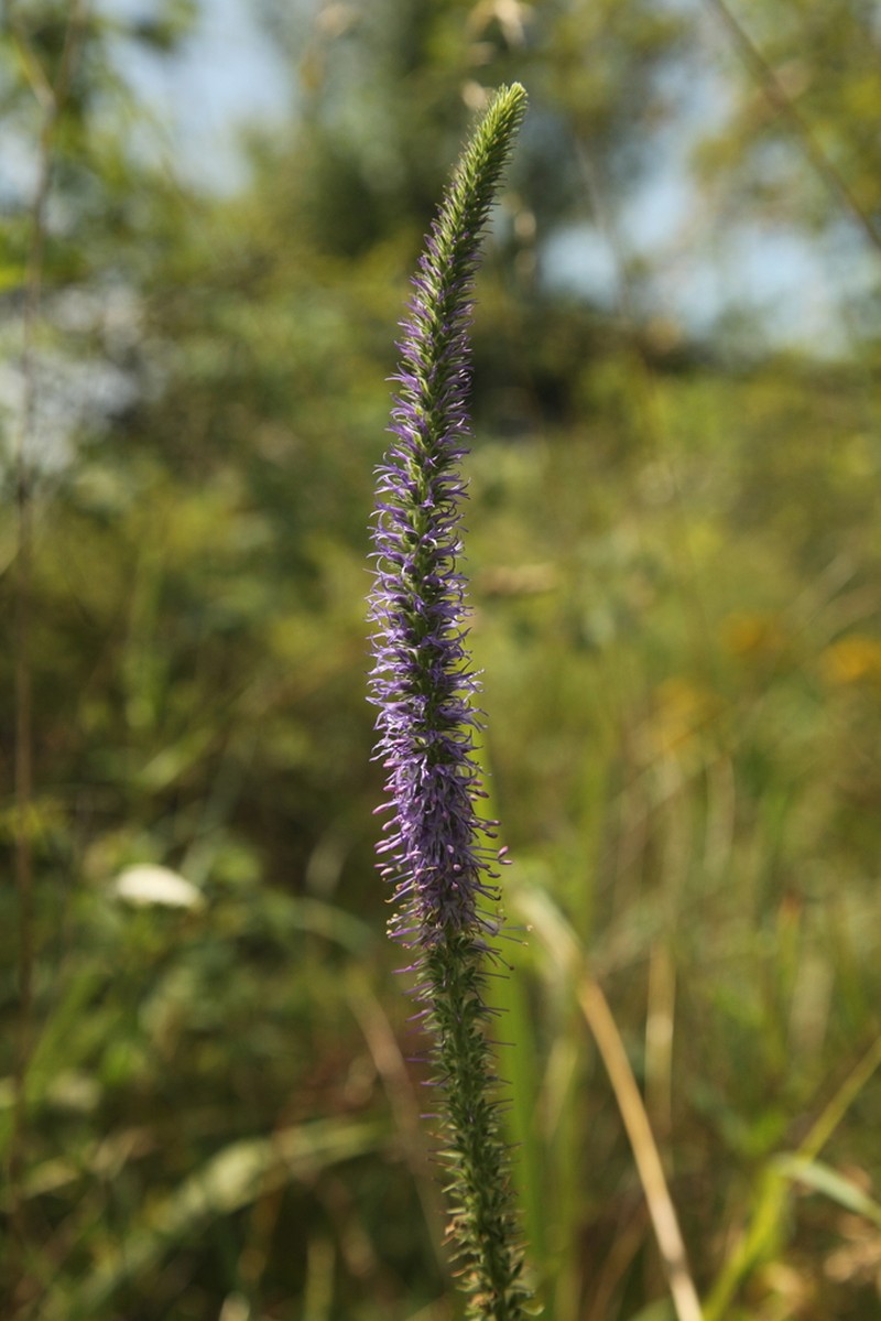 Veronica orchidea photo 6