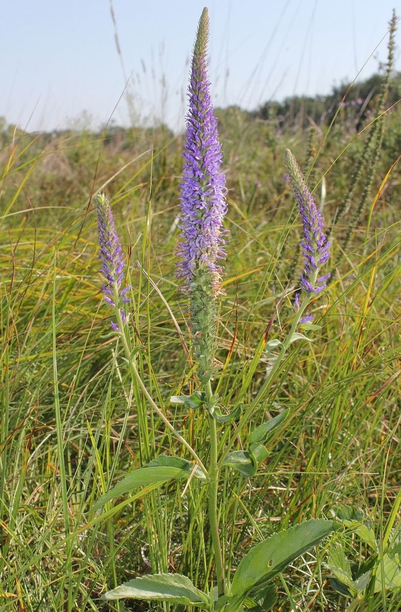 Veronica orchidea photo 7