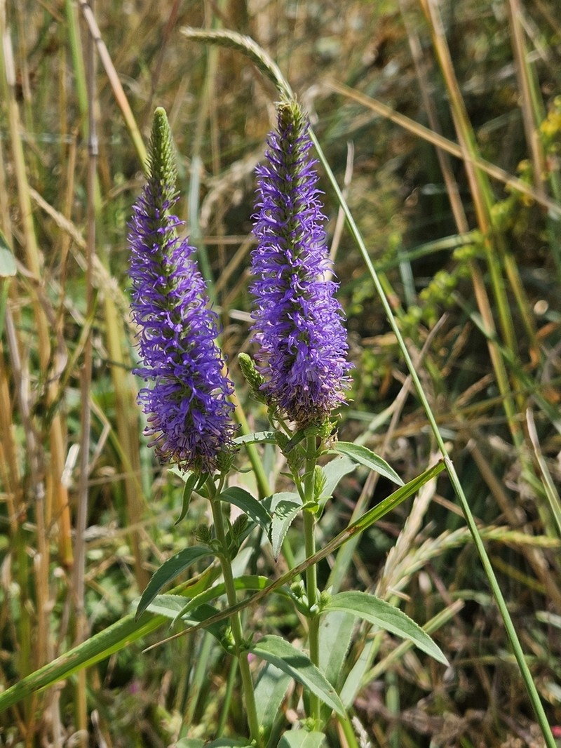 Veronica orchidea photo 8
