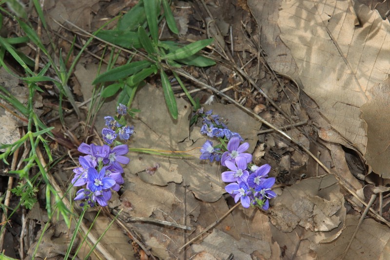 Veronica orientalis