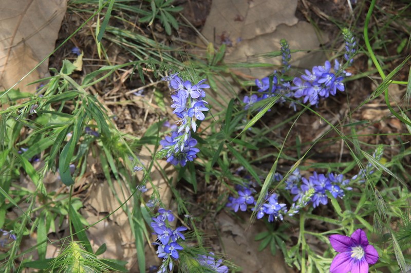 Veronica orientalis photo 2