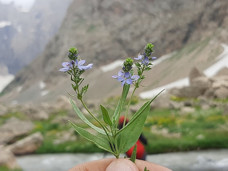 Veronica orientalis photo 3