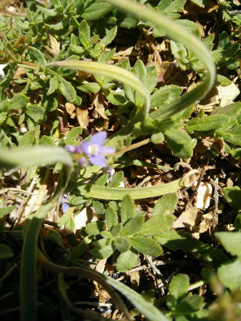 Veronica orientalis photo 4