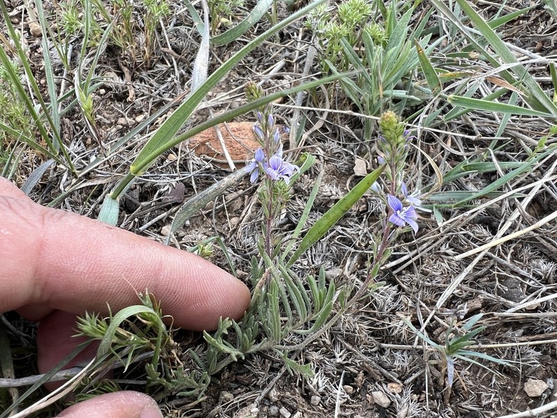 Veronica orientalis photo 5