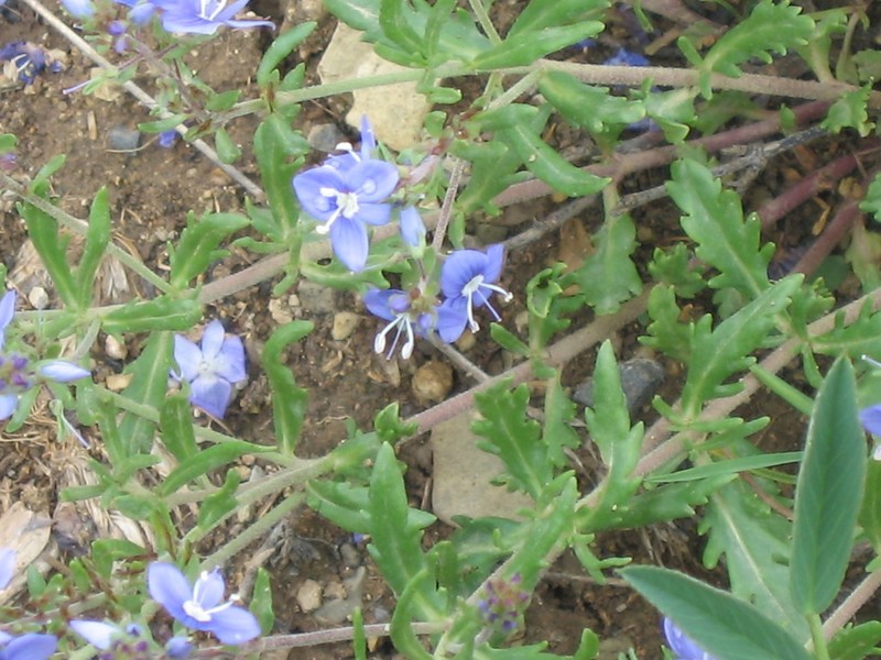 Veronica orientalis photo 6
