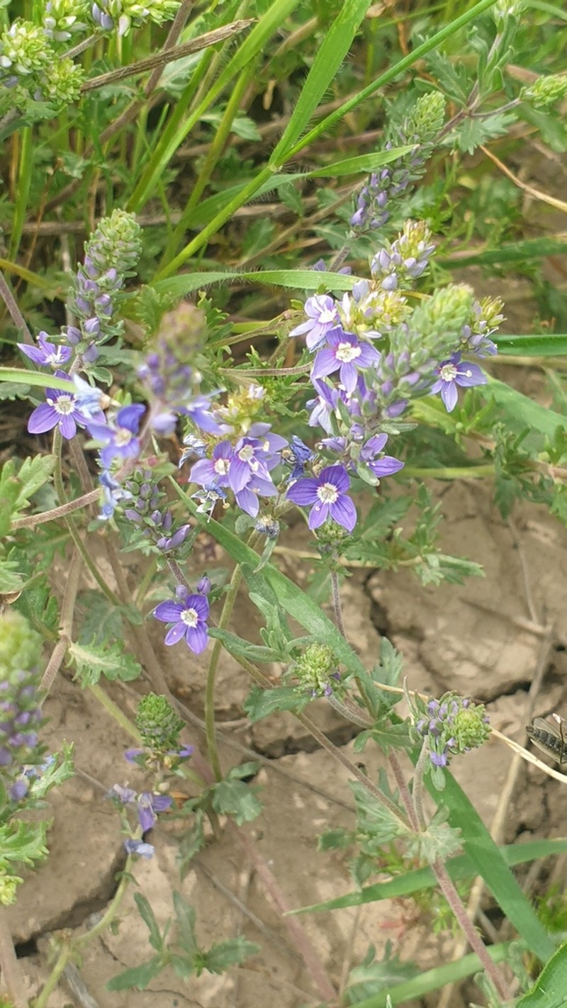 Veronica orientalis photo 7