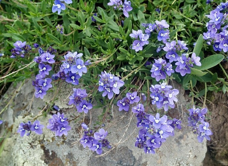 Veronica orientalis photo 8