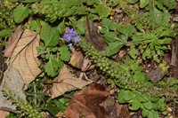 Veronica ovata