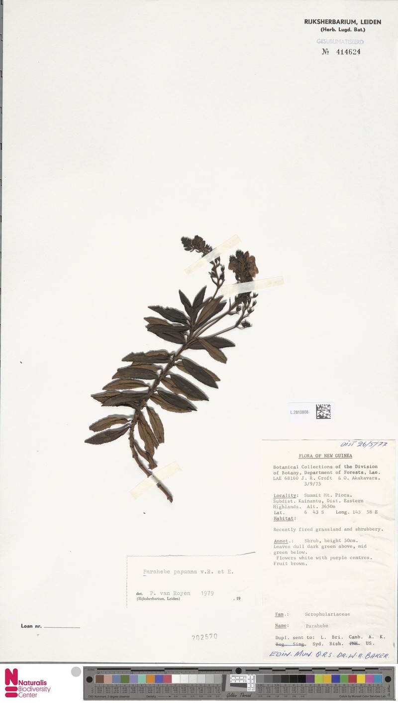Veronica papuana