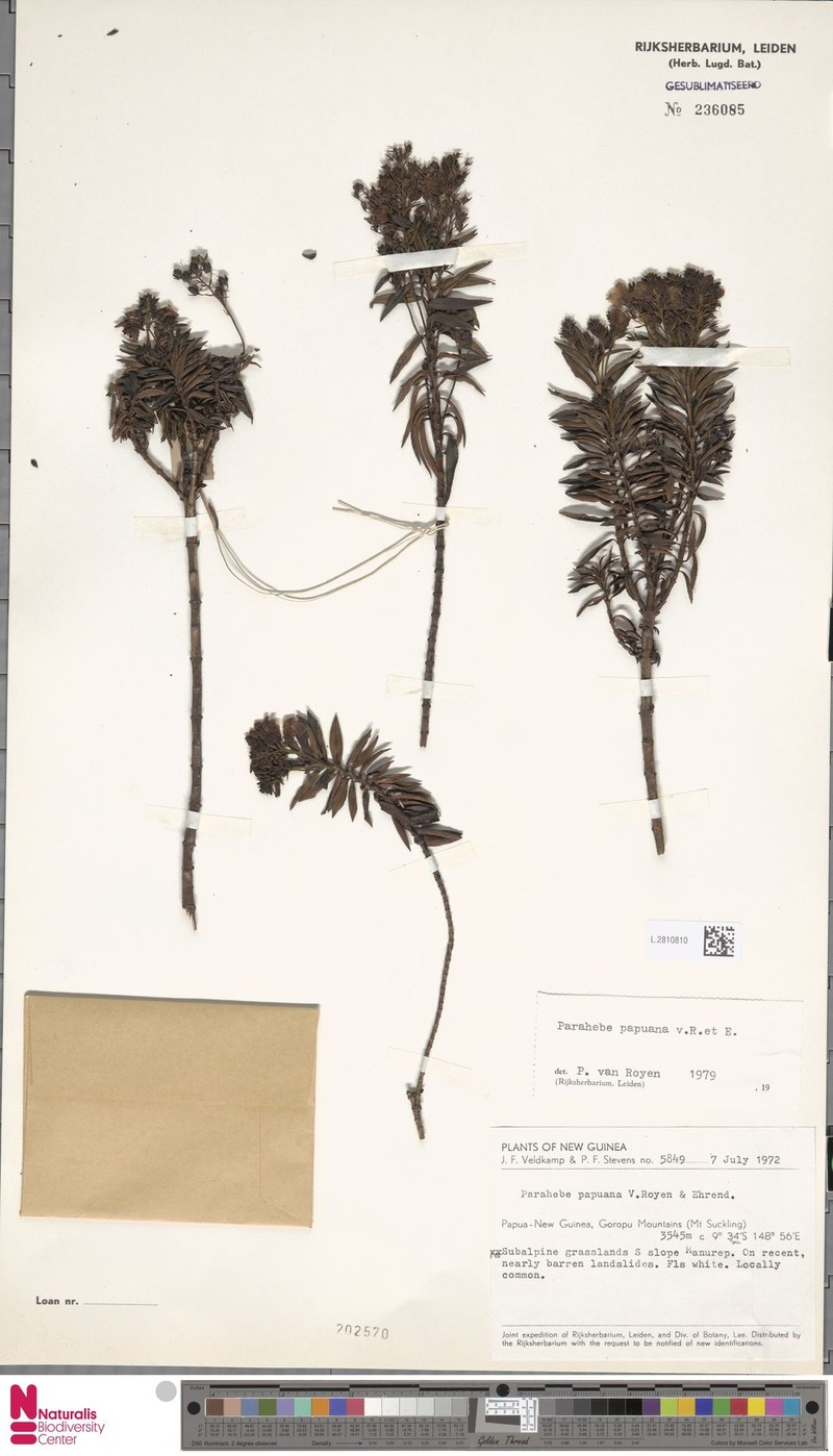Veronica papuana photo 2