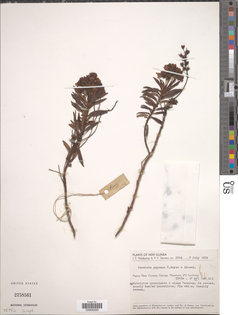 Veronica papuana photo 3