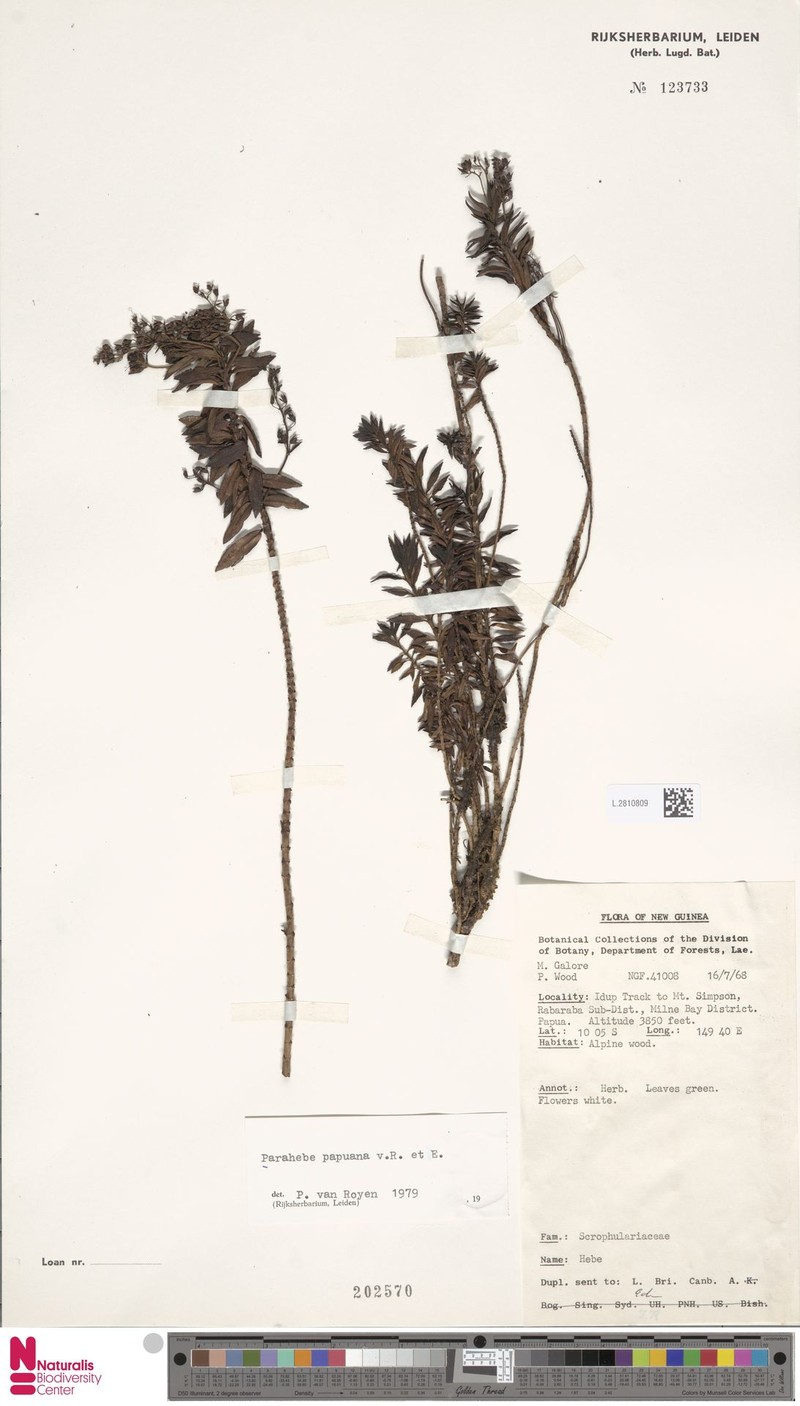 Veronica papuana photo 4