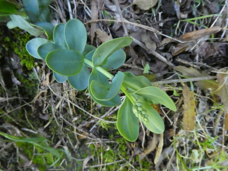Veronica pareora photo 5