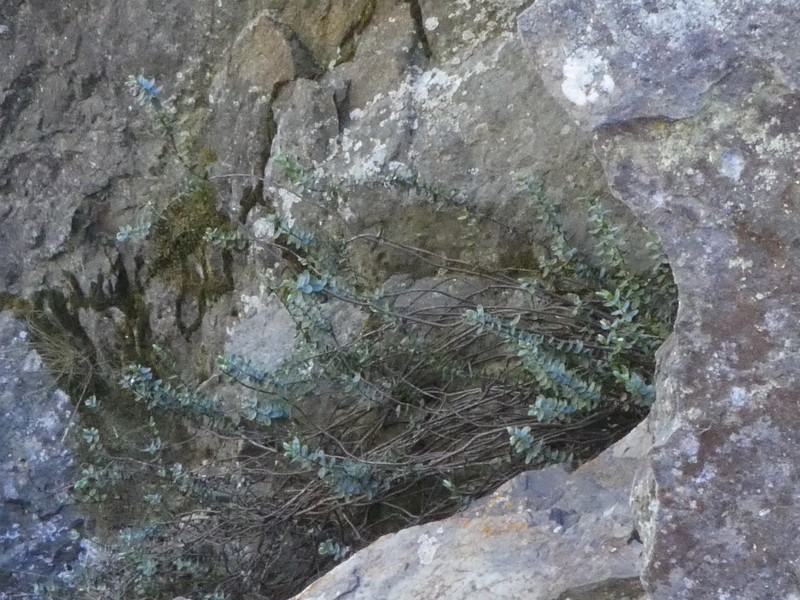 Veronica pareora photo 8