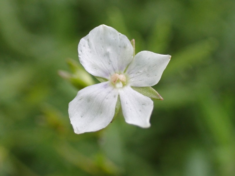 Veronica parnkalliana