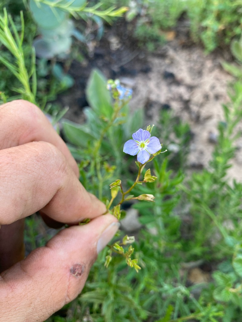 Veronica parnkalliana photo 2