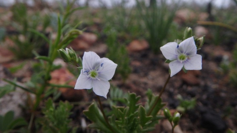 Veronica parnkalliana photo 3
