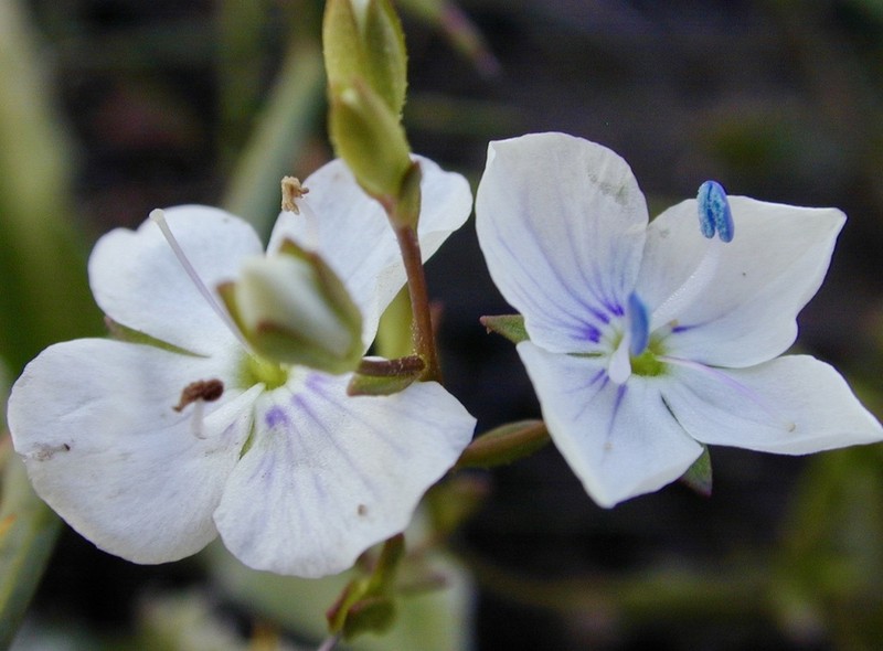 Veronica parnkalliana photo 4