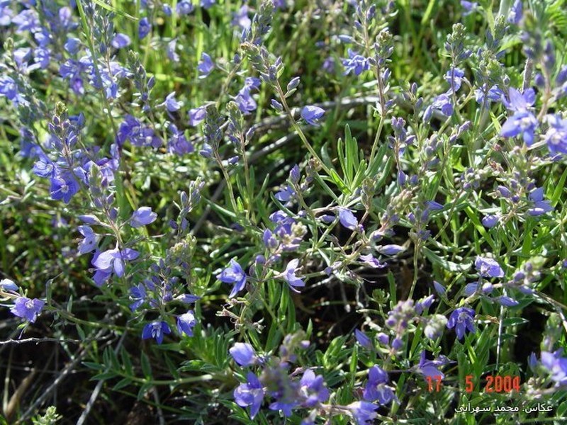 Veronica parsana