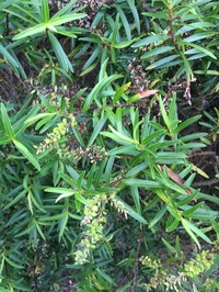 Veronica parviflora