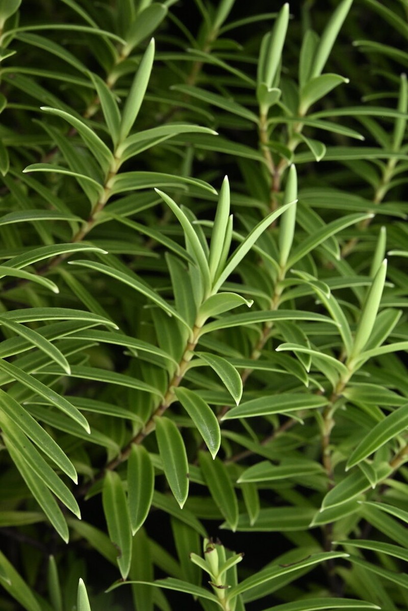 Veronica parviflora photo 2